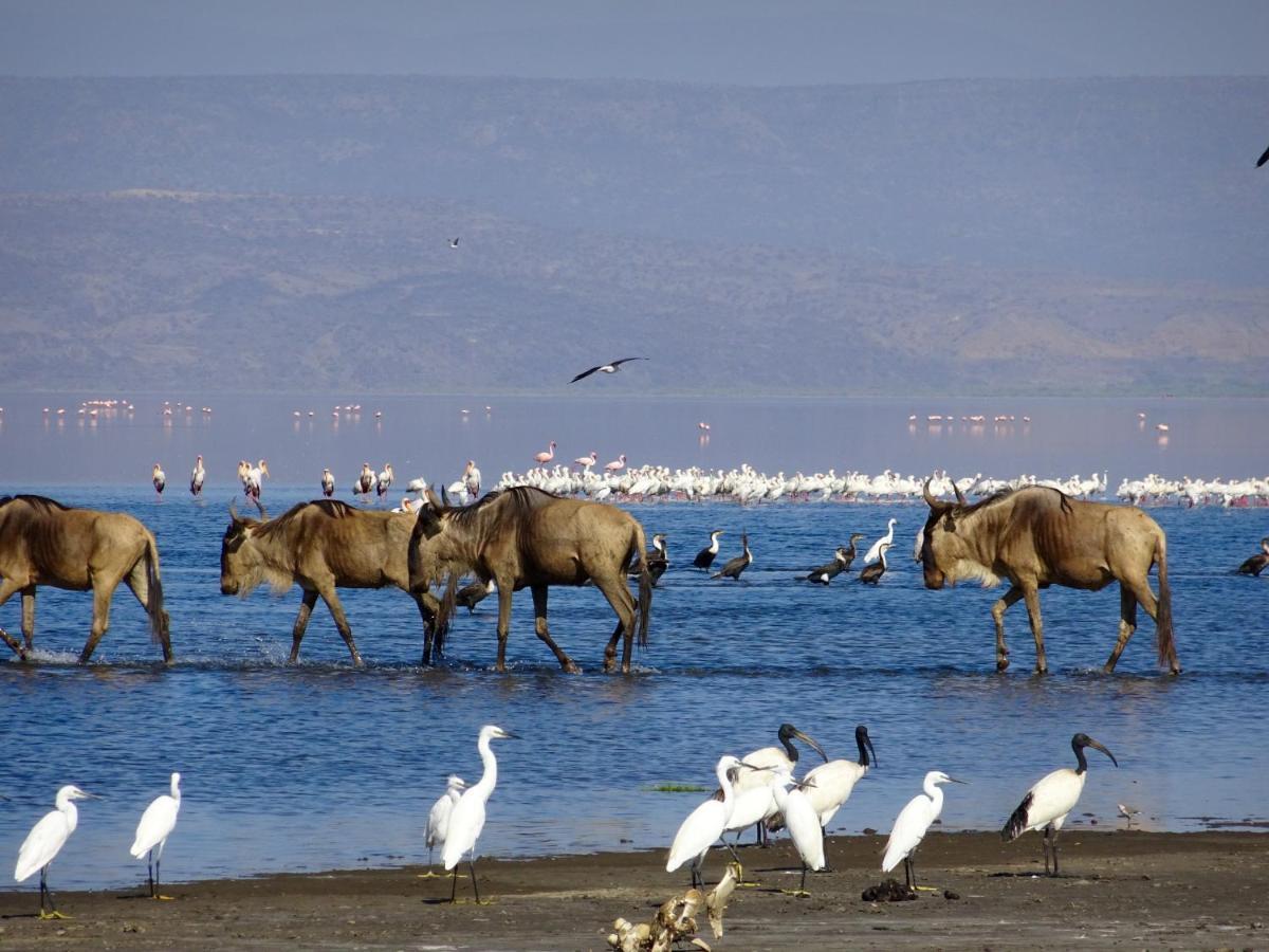 Africa Safari Lake Natron Mtowabaga Eksteriør billede