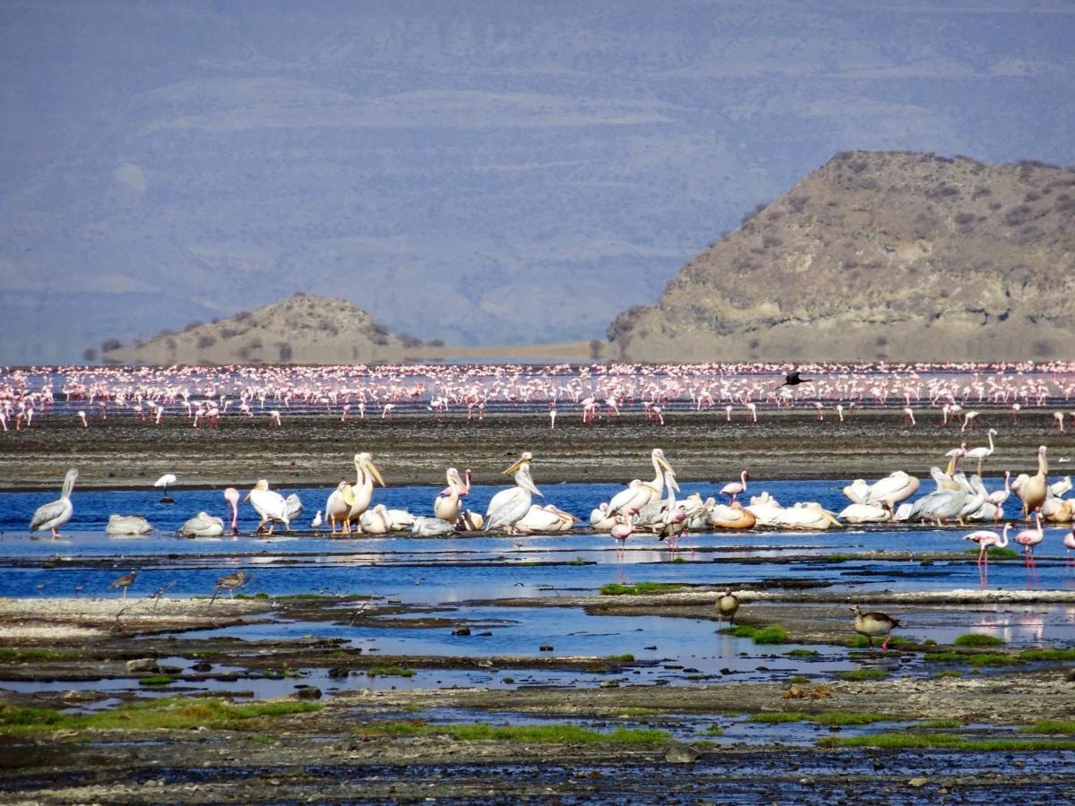 Africa Safari Lake Natron Mtowabaga Eksteriør billede